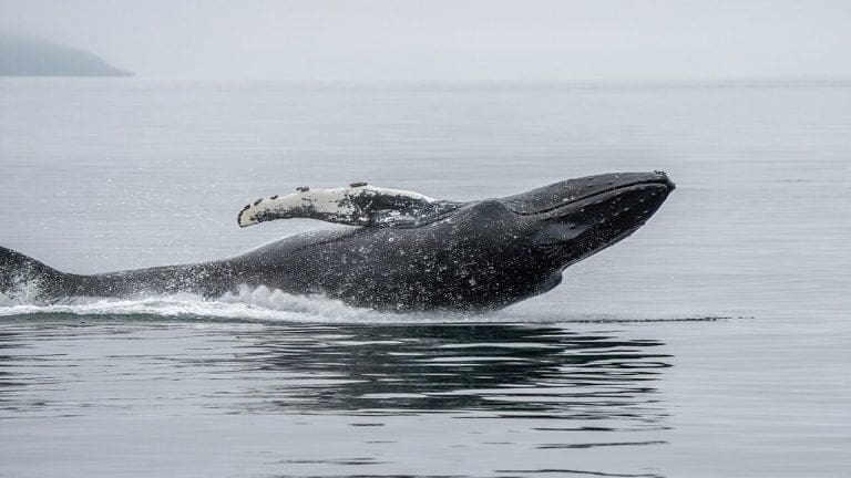Image of a whale in its natural habitat.